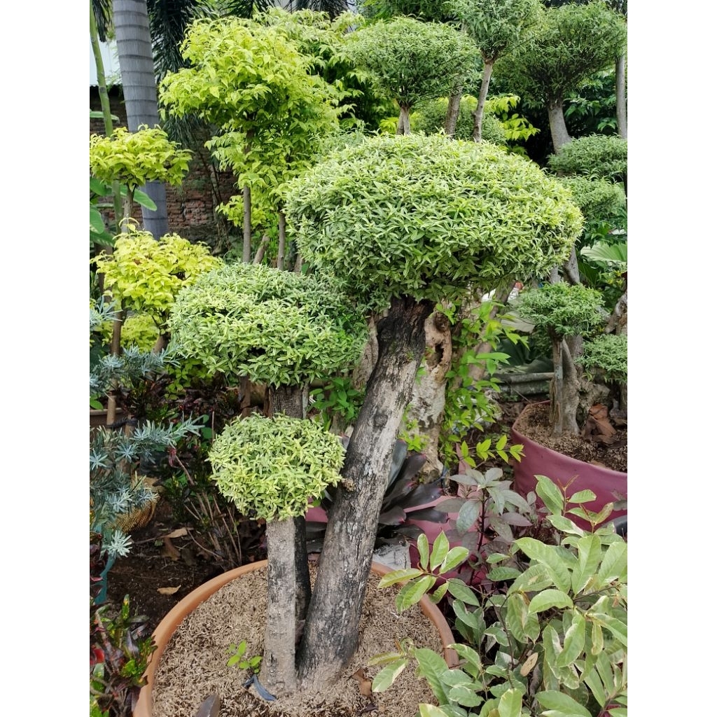 bonsai seribu bintang/batang besar Bonsai seribu bintang cocok untuk di taman