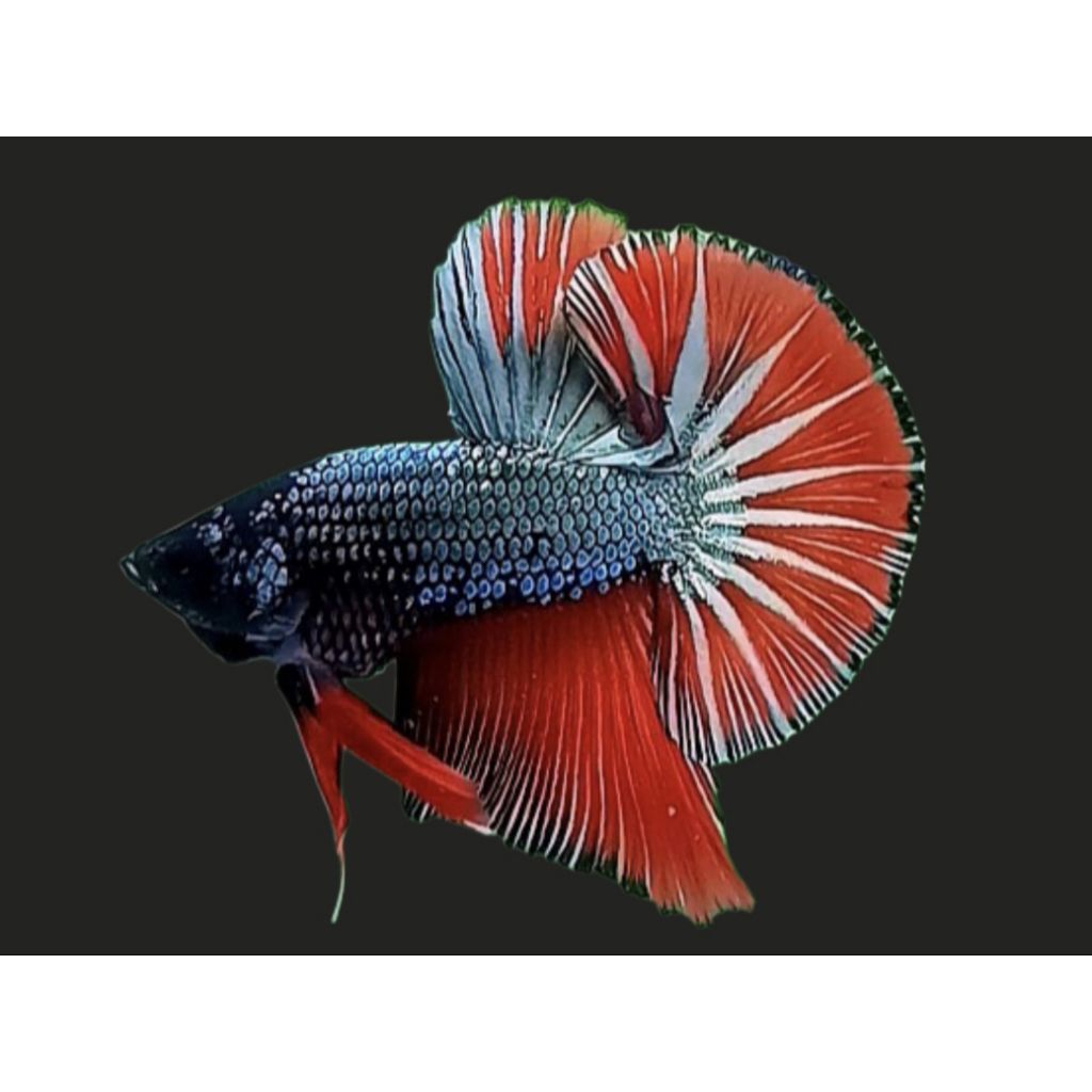 Hiasan aquarium hmpk besgel