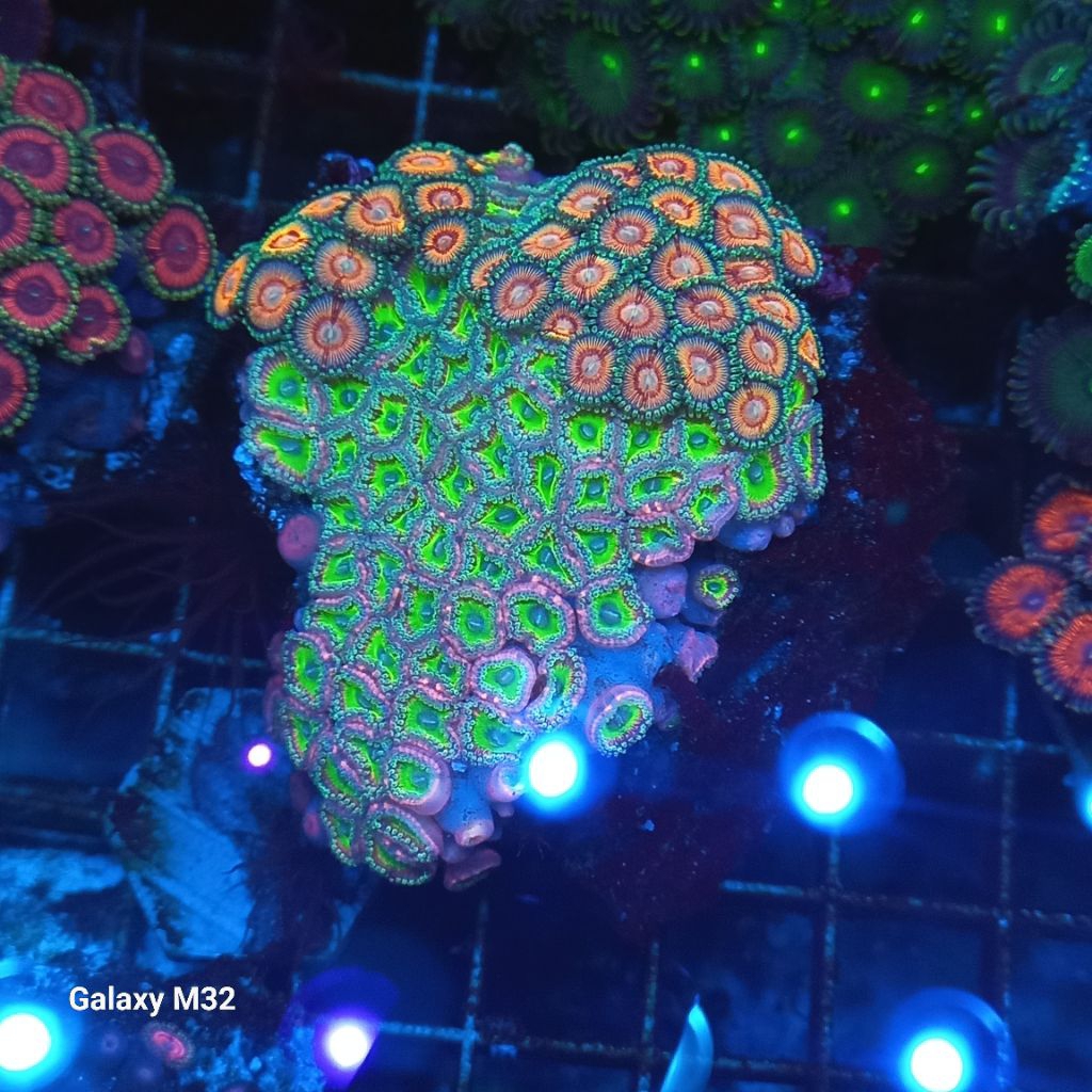 zoa mix koloni