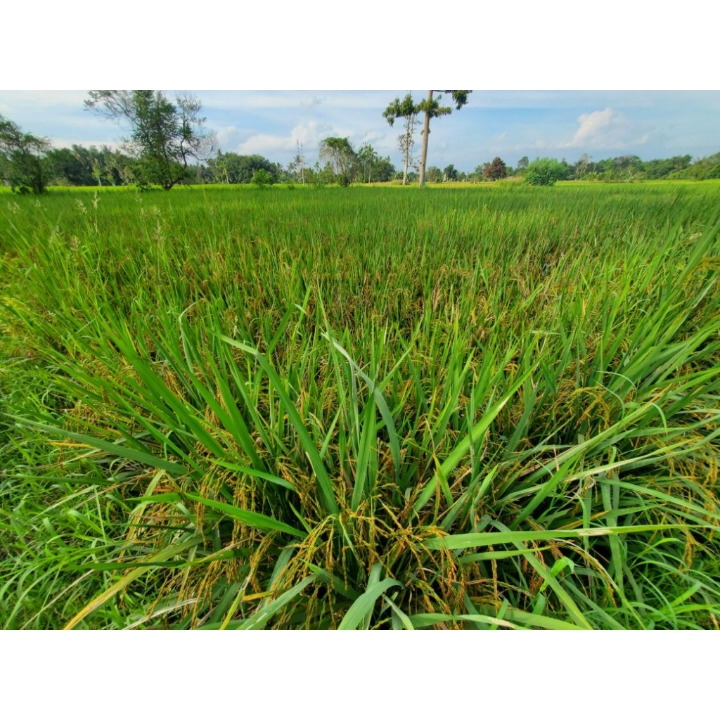 BIBIT PADI KETAN