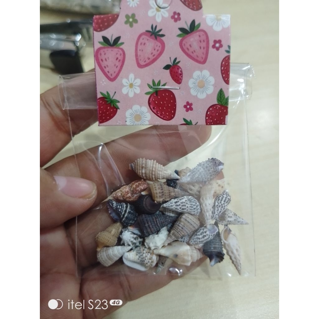 kerang super kecil utk kelomang newborn