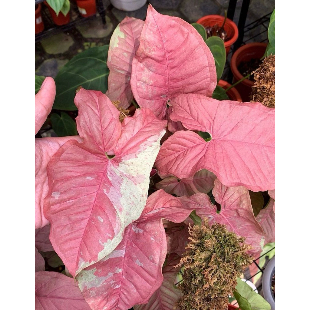 Syngonium Pink Candy