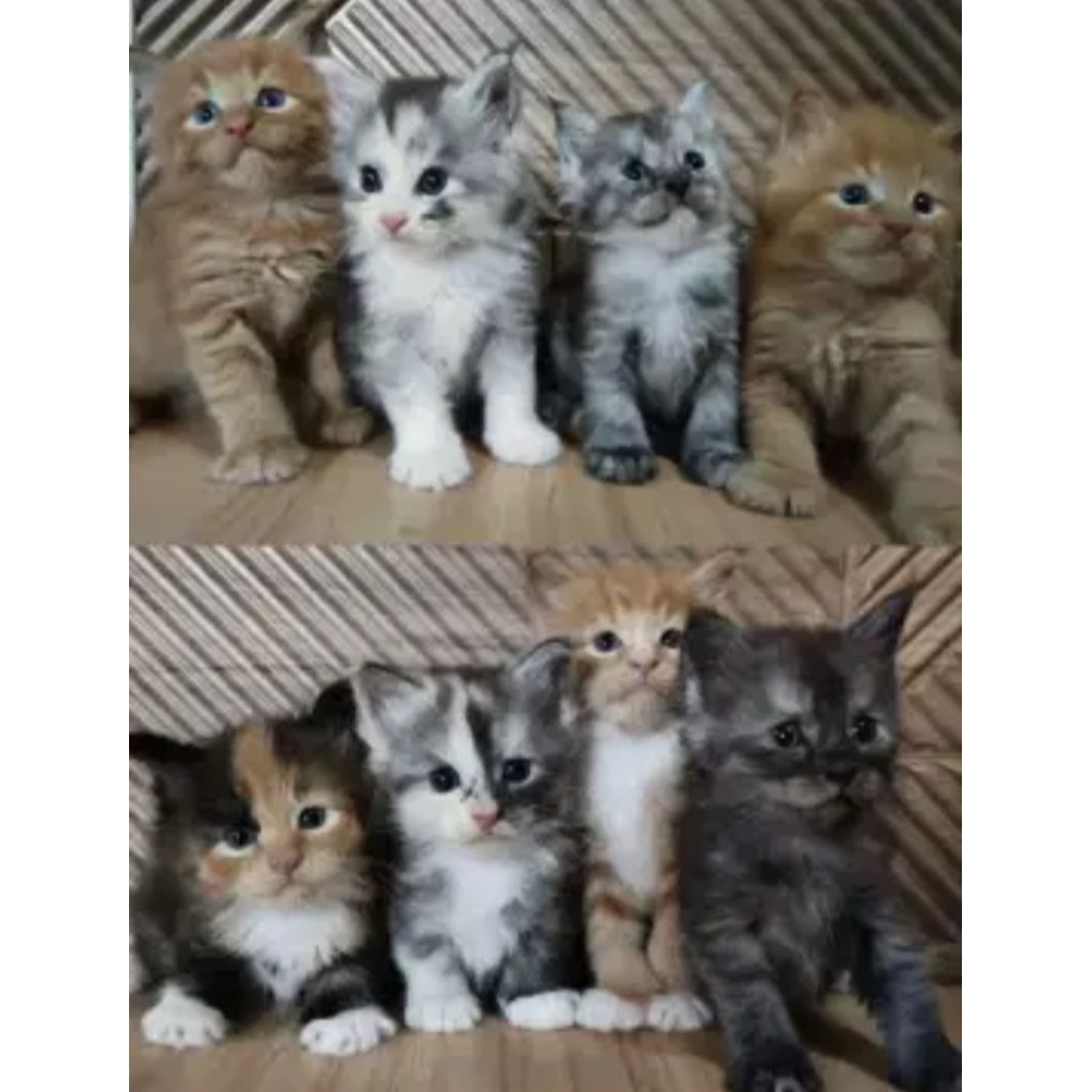Jual Kitten Anak Kucing Persia Anggora Long Hair Jantan Betina Lucu & Sehat 2 Bulan Keatas Bulu Kapa