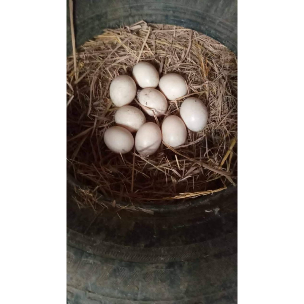 Telur Fertil Entok SUPER/Entog/Mentok Silangan JUMBO Untuk Di Tetaskan