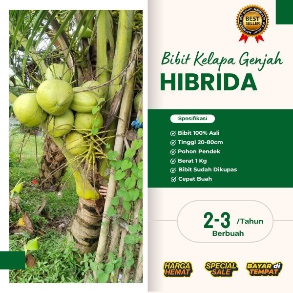 AIR NIRANYA DERAS  Bibit Kelapa Hibrida , Bibit Kelapa Hibrida Bersertifikat, Bibit Kelapa Hibrida B