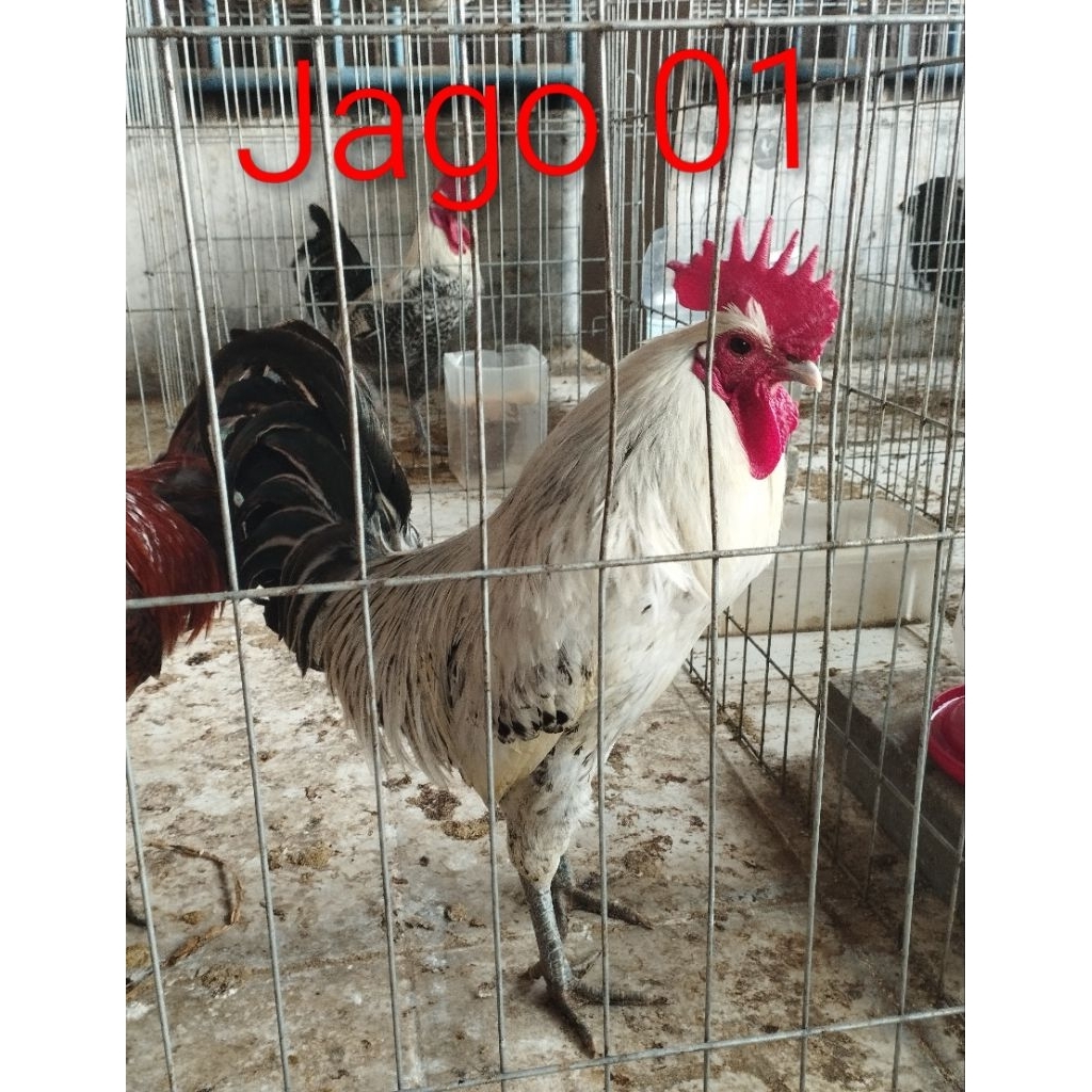 Ayam arab kampung ..Jago..
