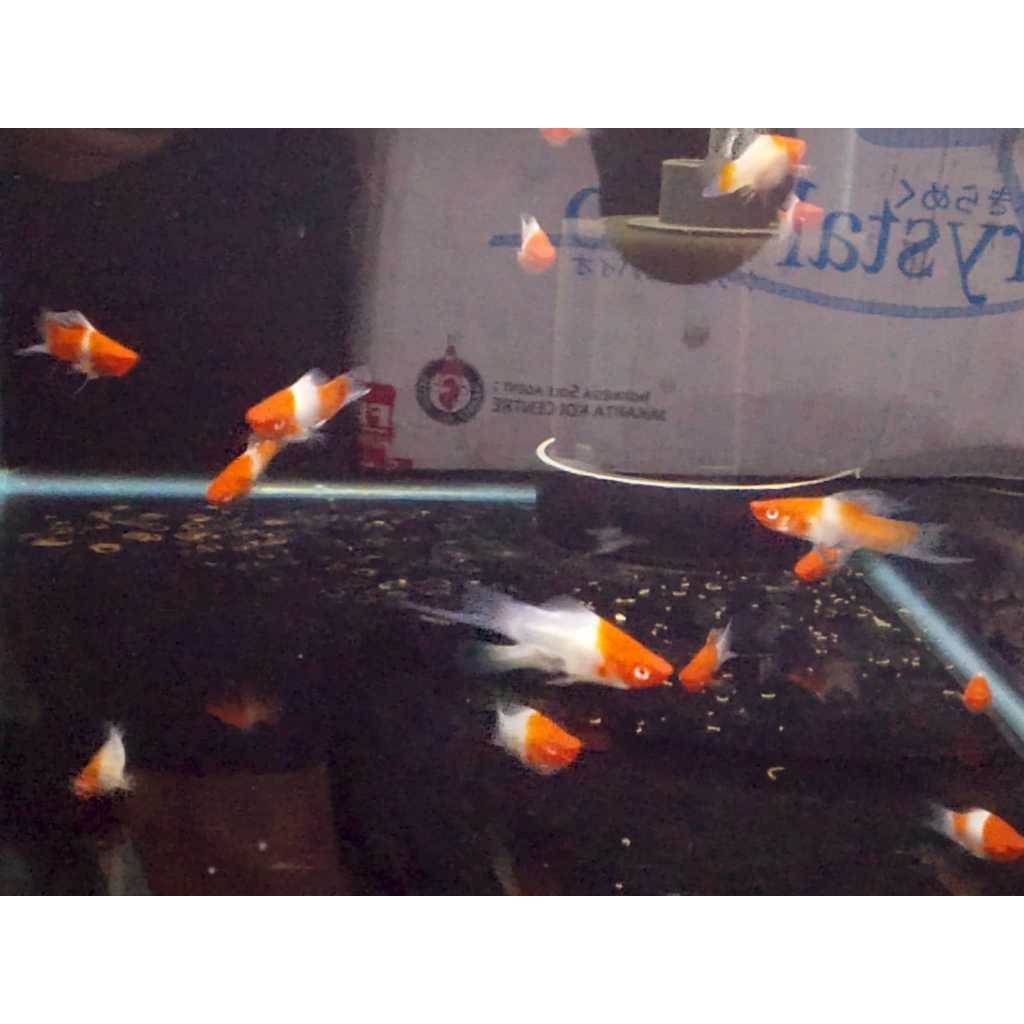 Ikan platy kohaku ikan mas pedang merah putih