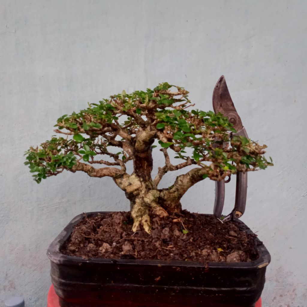 bonsai mame sancang