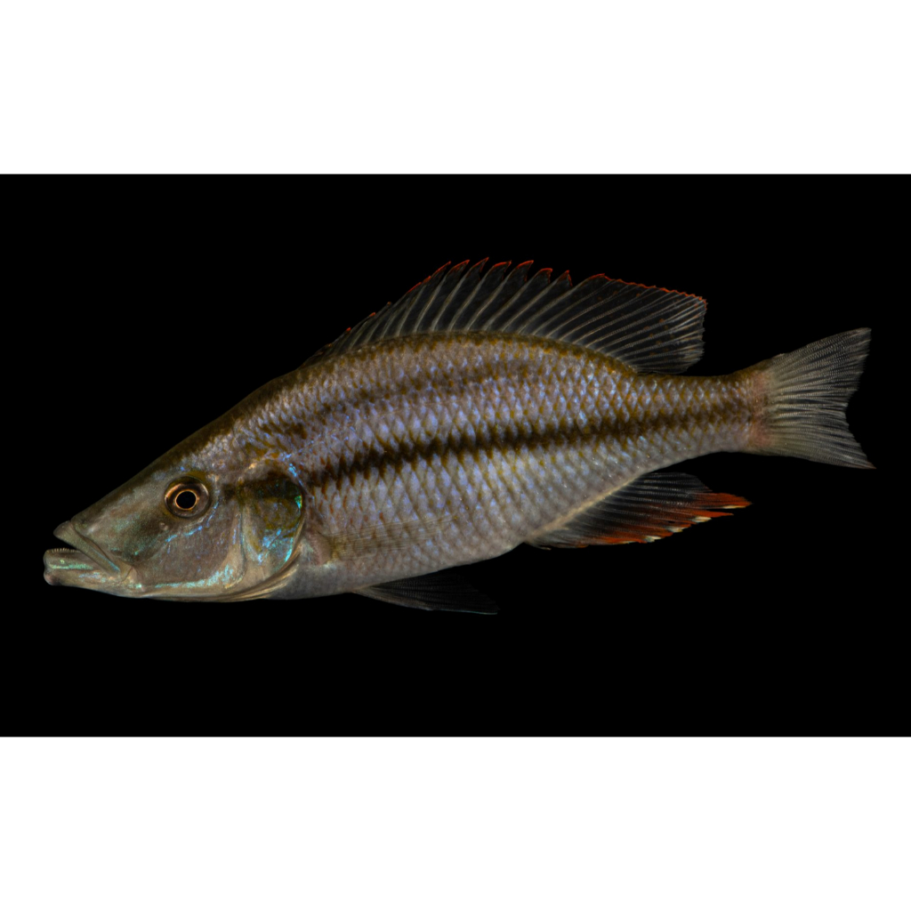 Ikanesia - Ikan Hias Malawi Eyebiter Jendral Cichlid 7 cm
