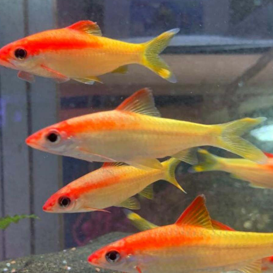 puntius denisoni golden udah mutasi golden denisoni