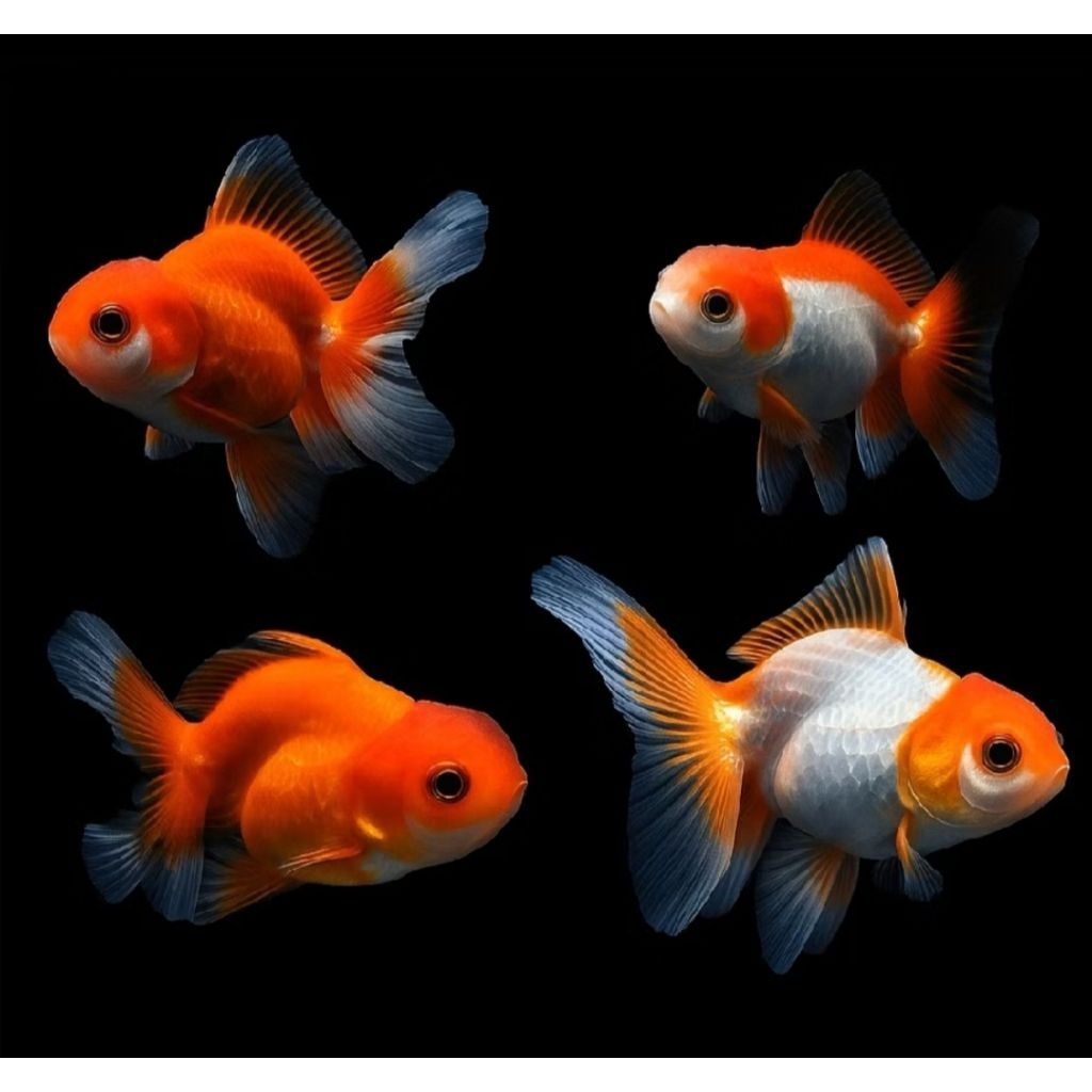 BAGUS MAS KOKI ORANDA/ KOKI HIAS
