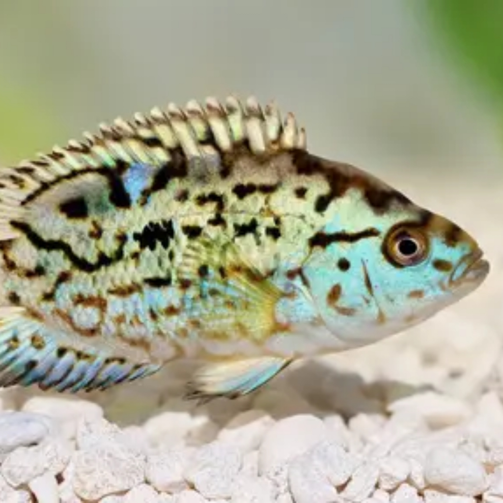 Cichlid Electric Blue Jack Dempsey [EBJD]