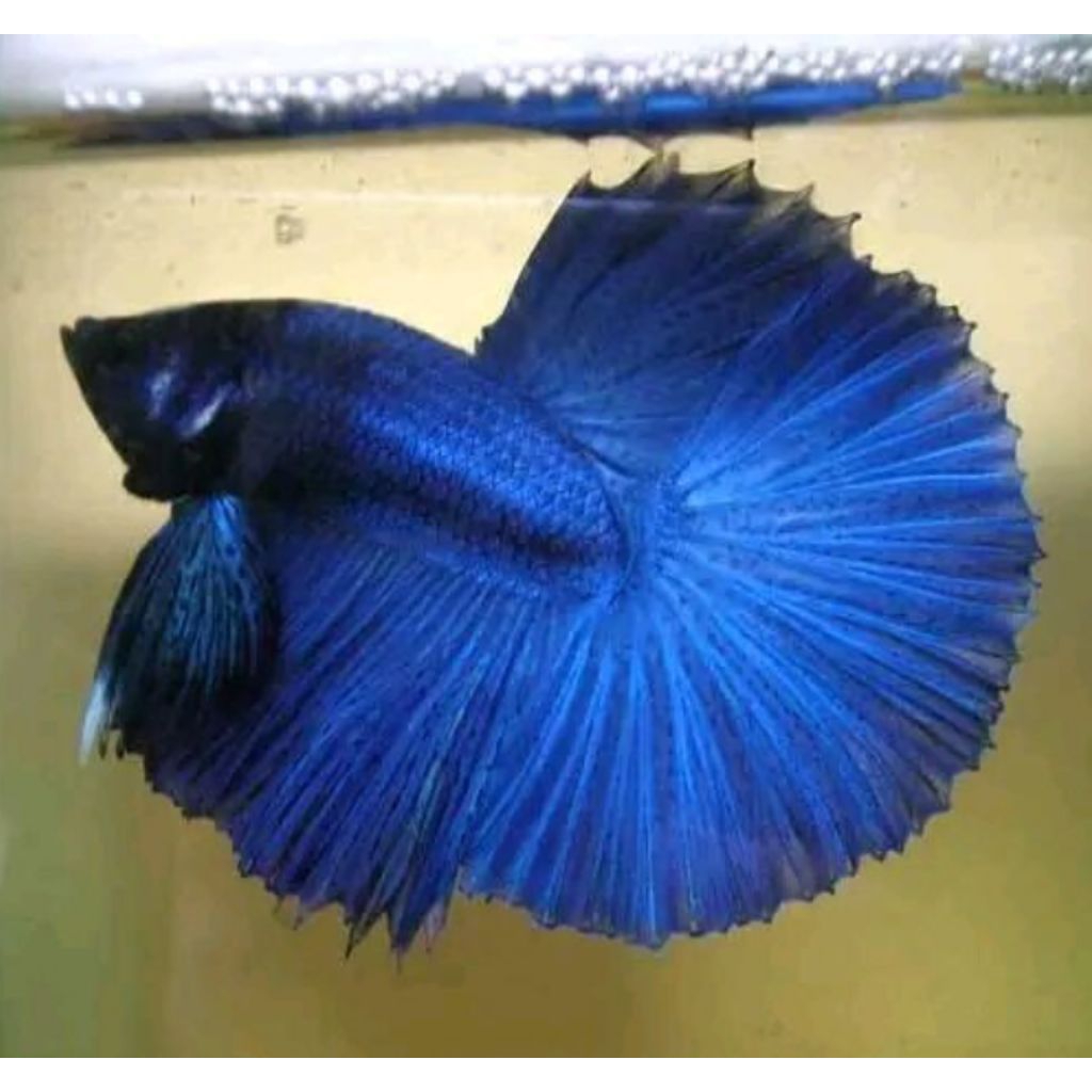 CUPANG HALFMOON