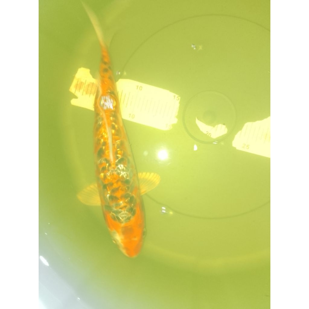 Ikan koi jenis Aragoke Ginrin 30cm antikan
