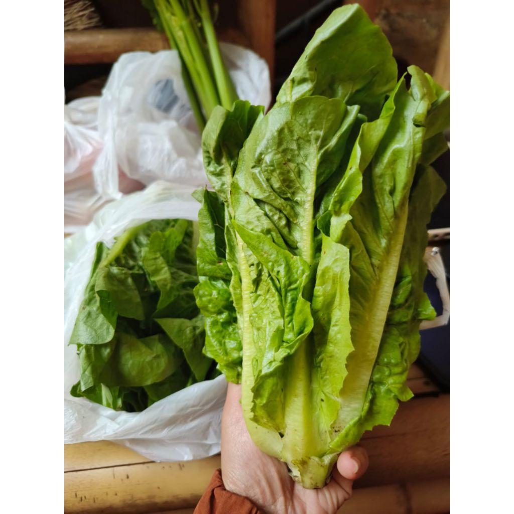 Selada romaine fresh sayuran segar Bandung