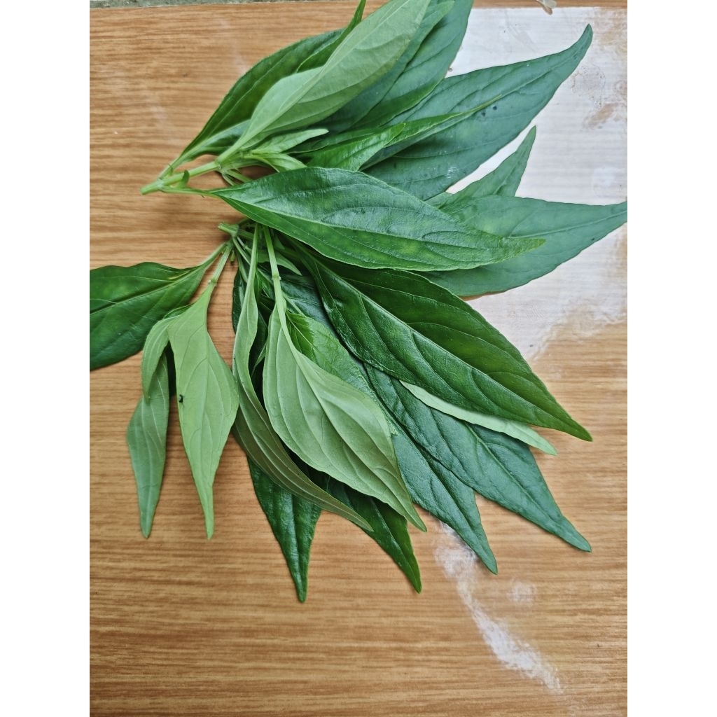 Daun Sambiloto/Samiloto Pahit