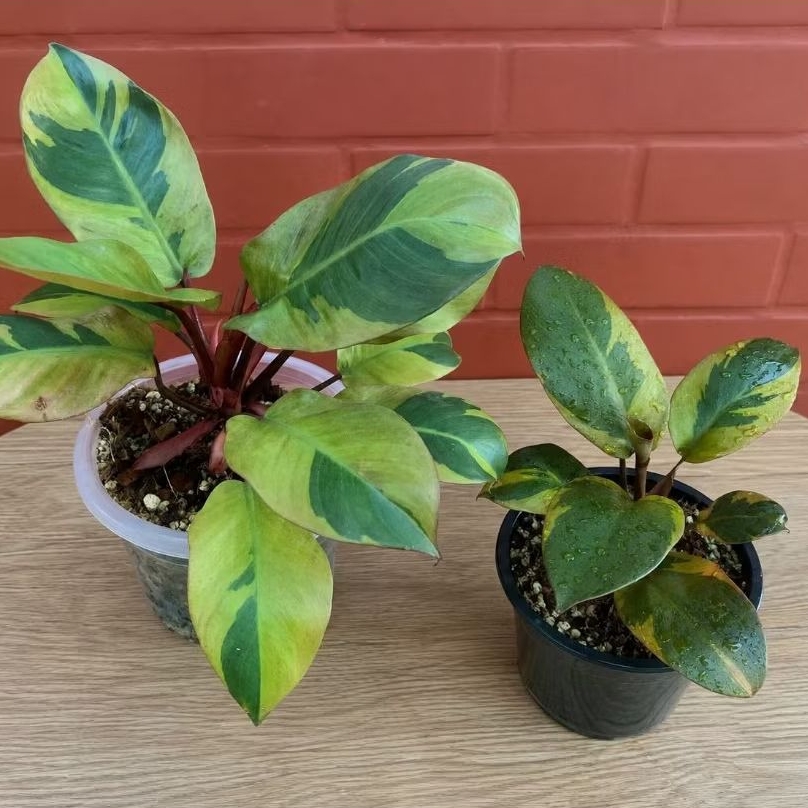 *PROMO* Philodendron Black Cardinal Varigata