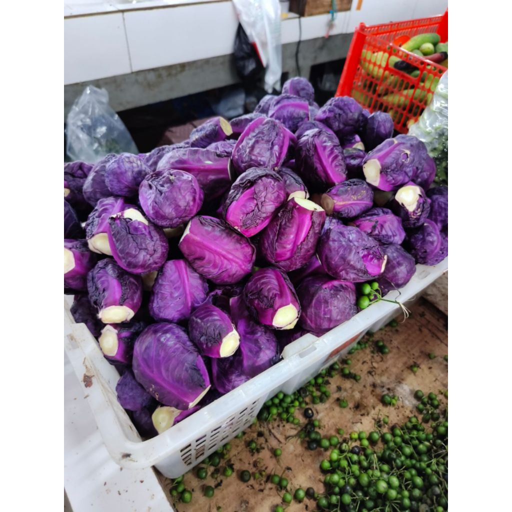 Kol ungu kol salad fresh vegetable sayuran segar Bandung