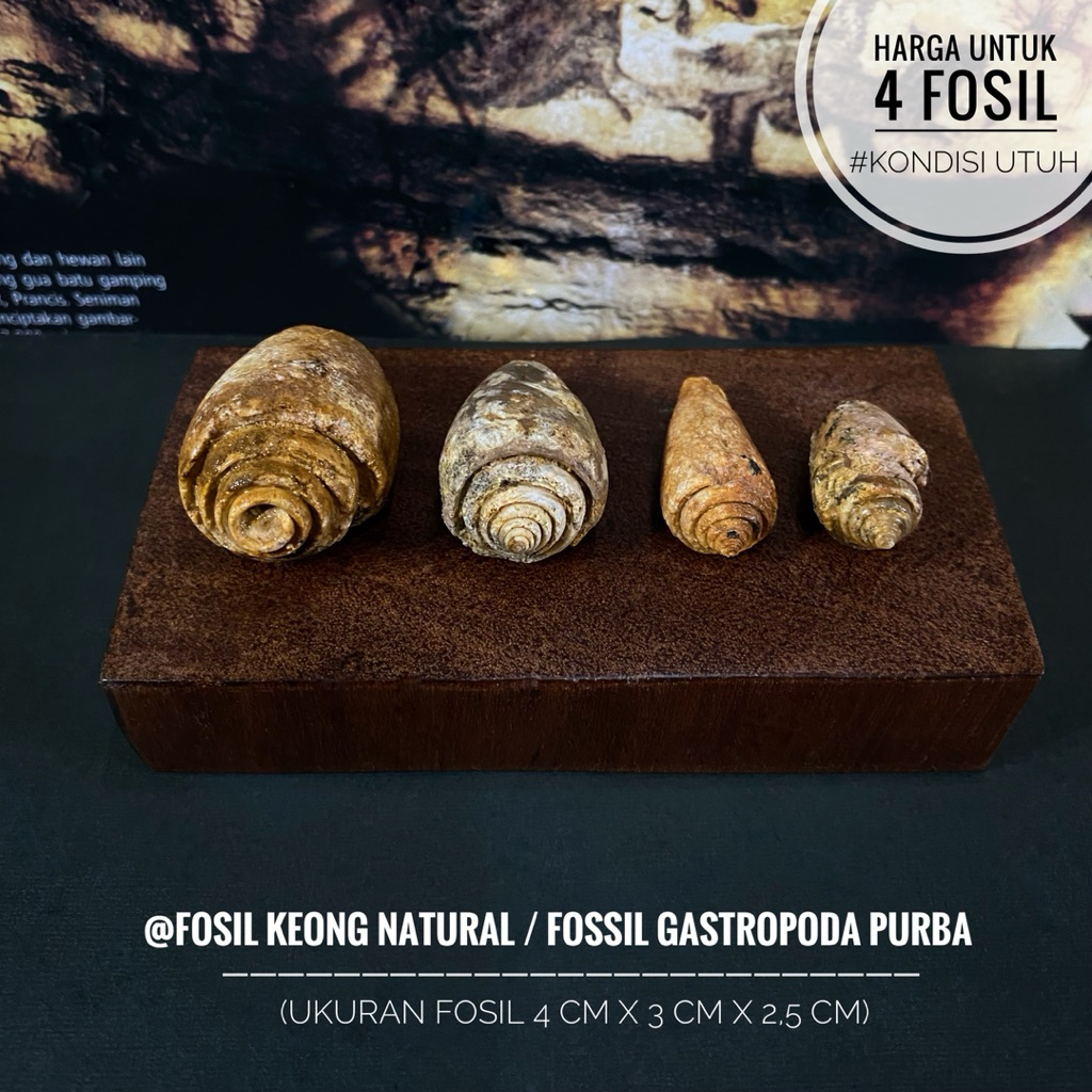Fosil Keong Purba Natural A33 atau Fosil Gastropoda atau Fosil Kerang atau Fosil Kol Buntet atau Fos
