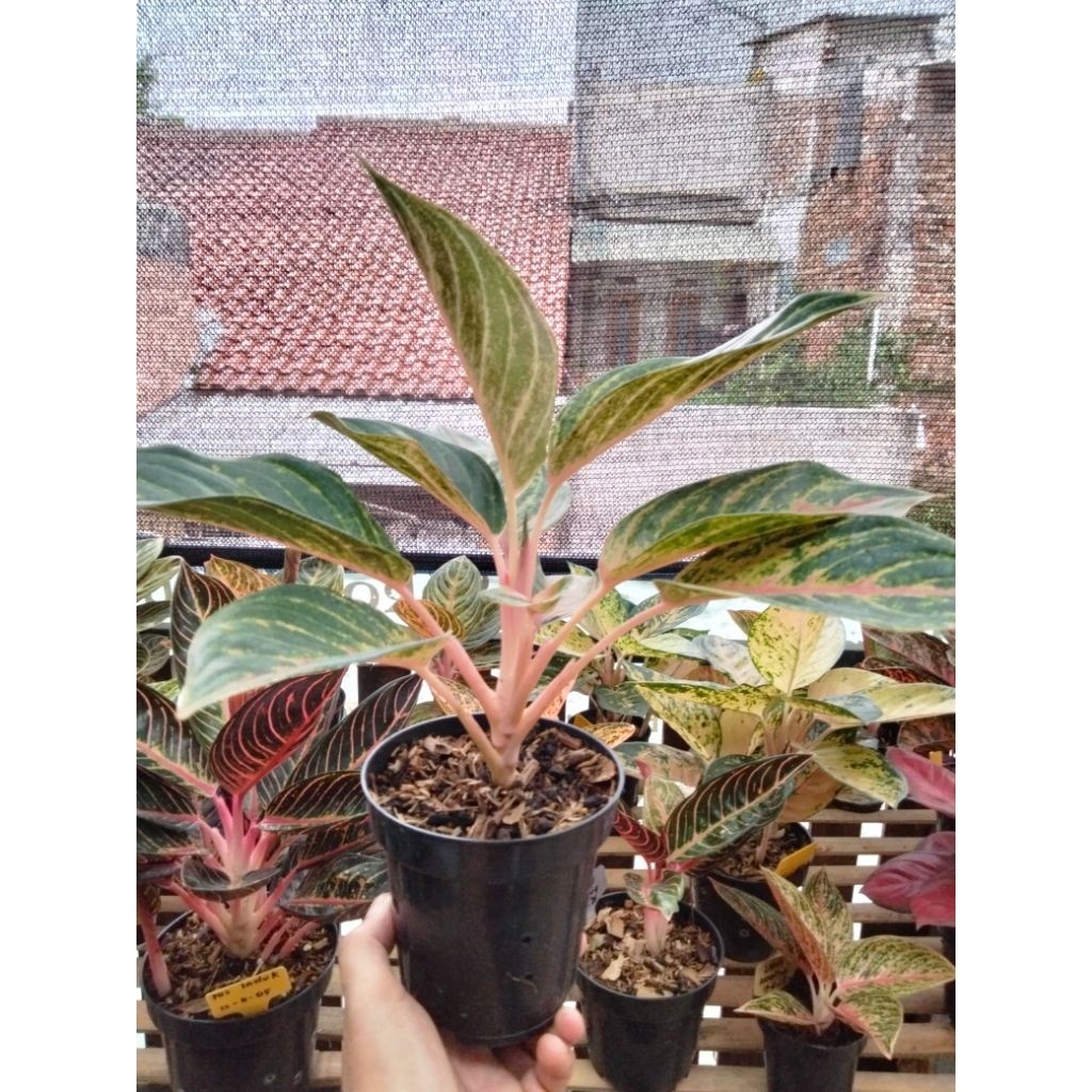 Aglonema Red Panama