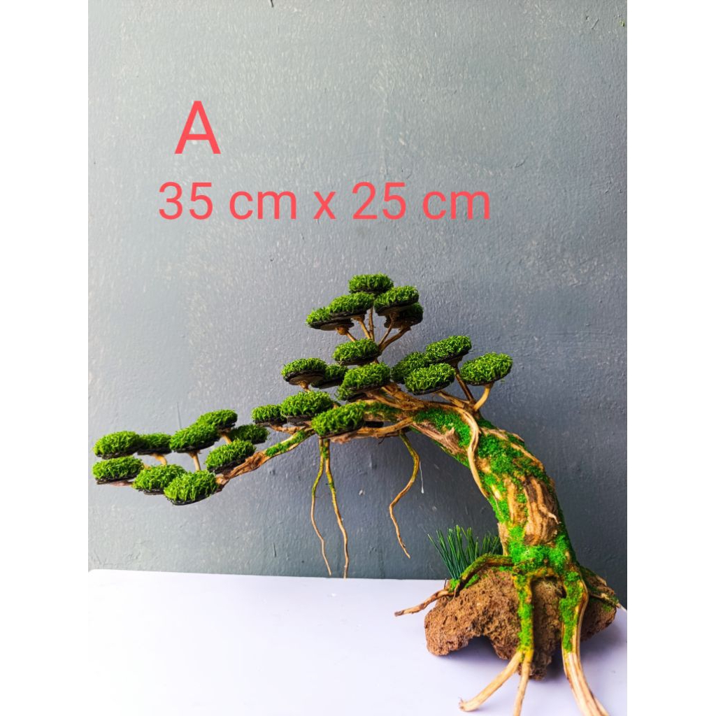 Bonsai Aquascape/Hiasan ruangan  siap pakai