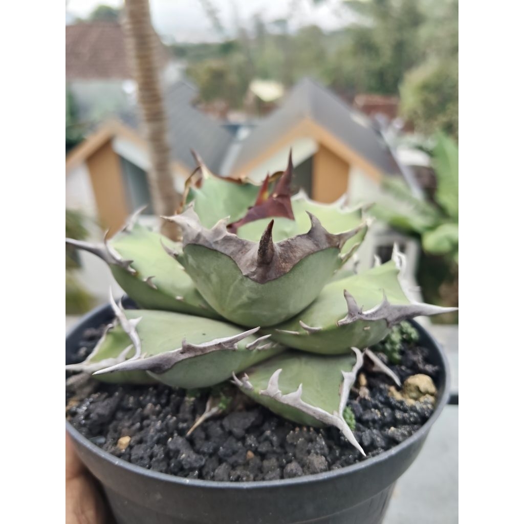 Agave Titanota Berserk