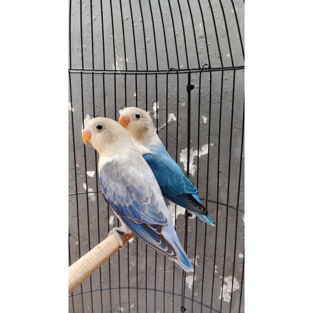 burung Lovebird biola euwing blue x biola blue PAUD