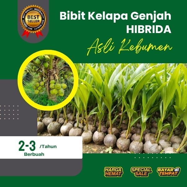 PALING MURAH  Bibit Kelapa Hibrida Khina, Bibit Kelapa Hibrida Pendek, Bibit Kelapa Hibrida Super