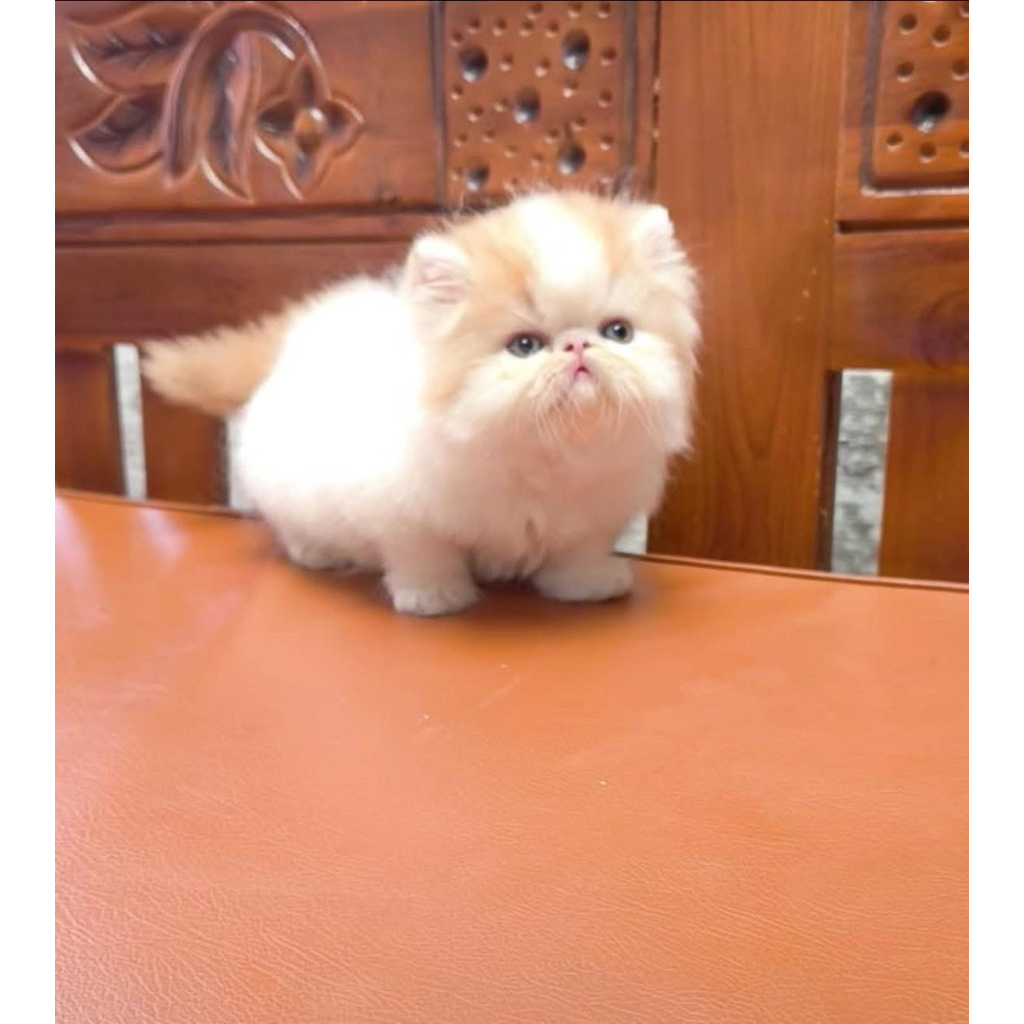kucing peaknose persia kitten anak kucing
