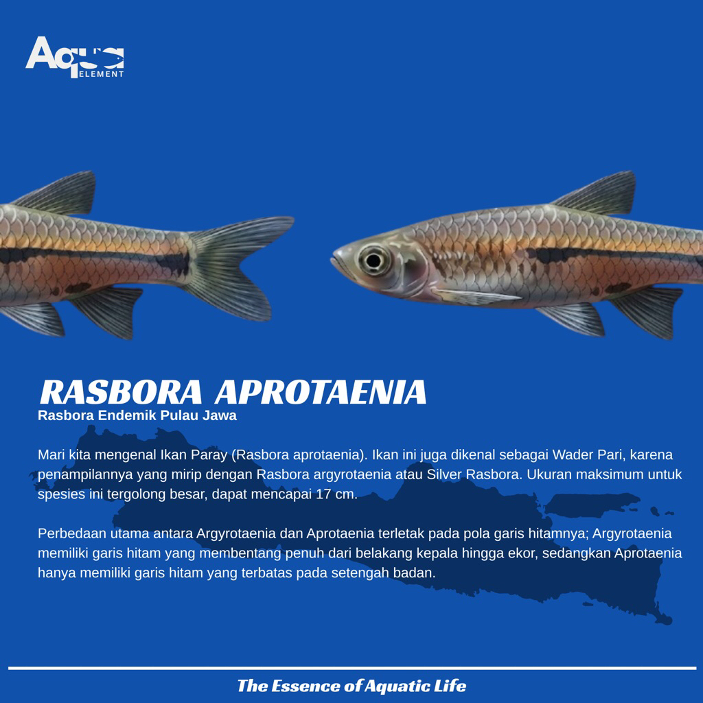 Rasbora Aprotaenia | Wader pari