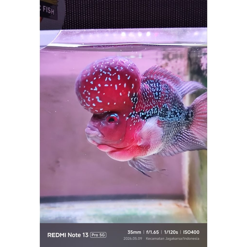 ikan hias louhan SRD SB/bonsai