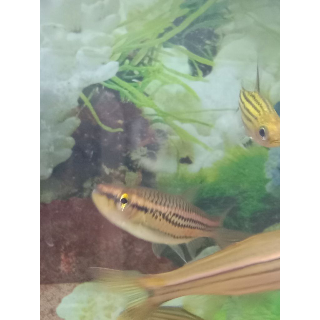 Ikan hias Rasbora phorthole/Rasbora Chephalotaenia