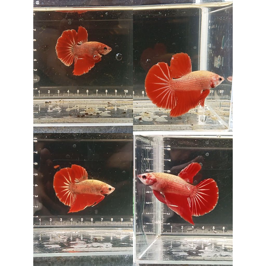 Baby Giant Hmpk