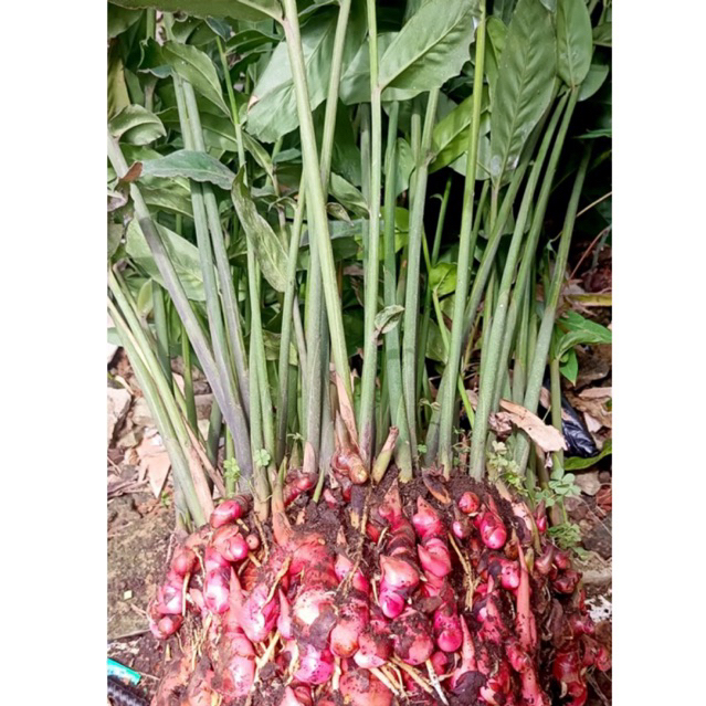 Lengkuas merah