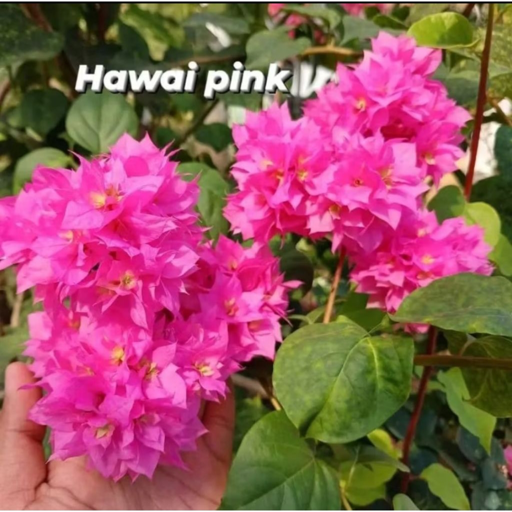 Bougenville Bahan Stek 5 Batang Dan Entres HawaI Pink Fresh