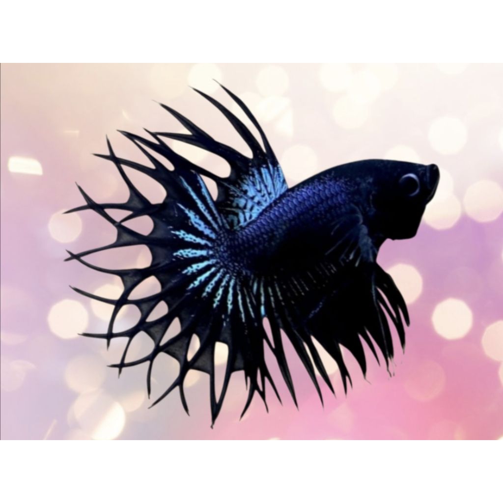 IKAN CUPANG KING CROWNTAIL BLACK ORCHID GRADE A+