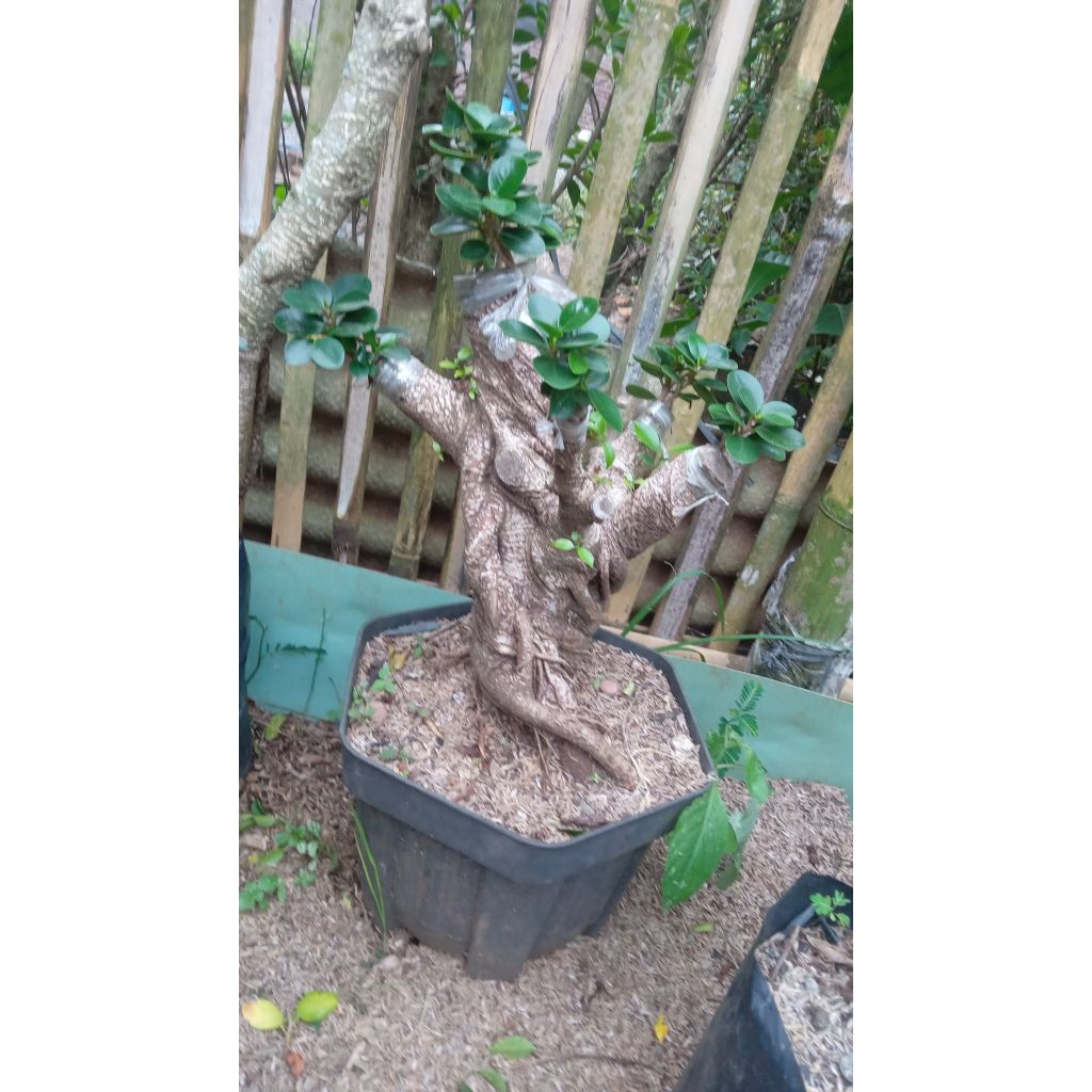 paket Hemat beli 1 gratis 1 Bonsai Beringin Kimeng dolar mikro batang besar