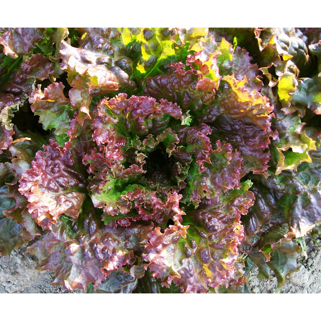 Benih Lettuce / Selada