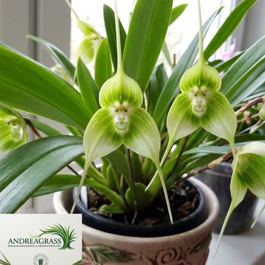 Tanaman hias anggrek import/anggrek monyet green - tanaman hias bunga hidup