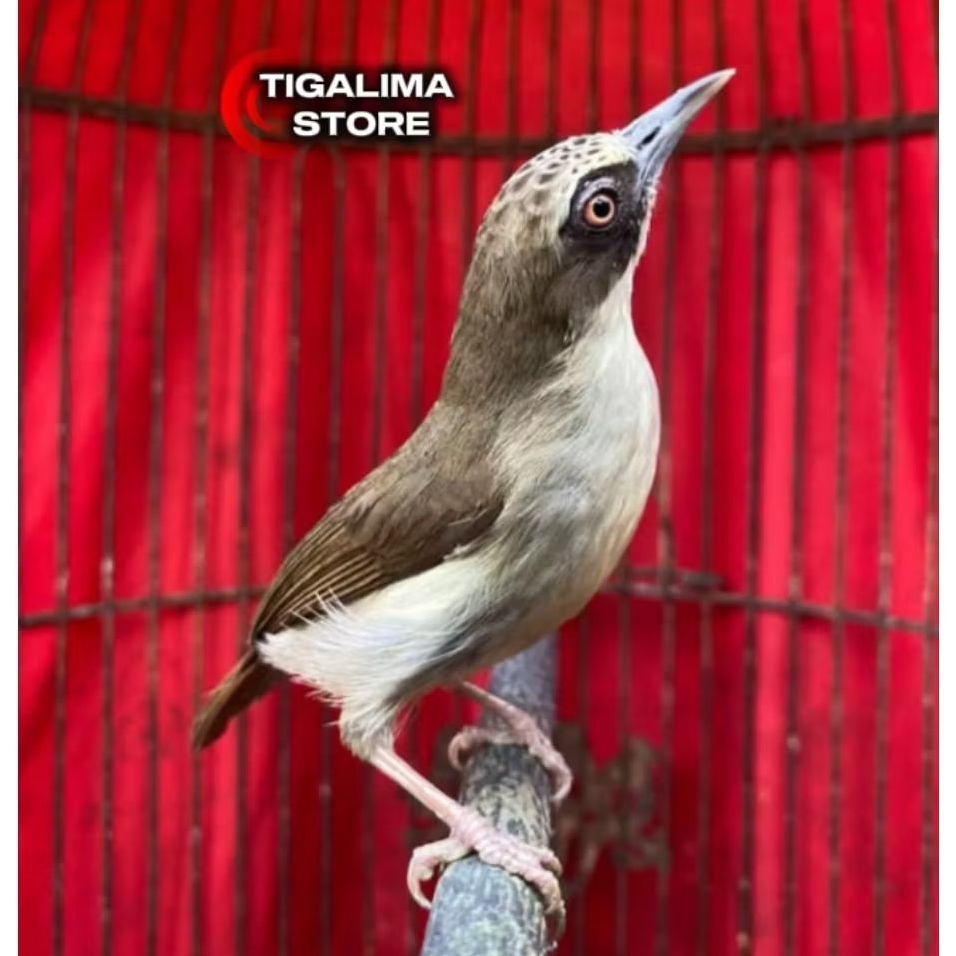 BURUNG OPYOR PARUH TEBAL JANTAN PILIHAN