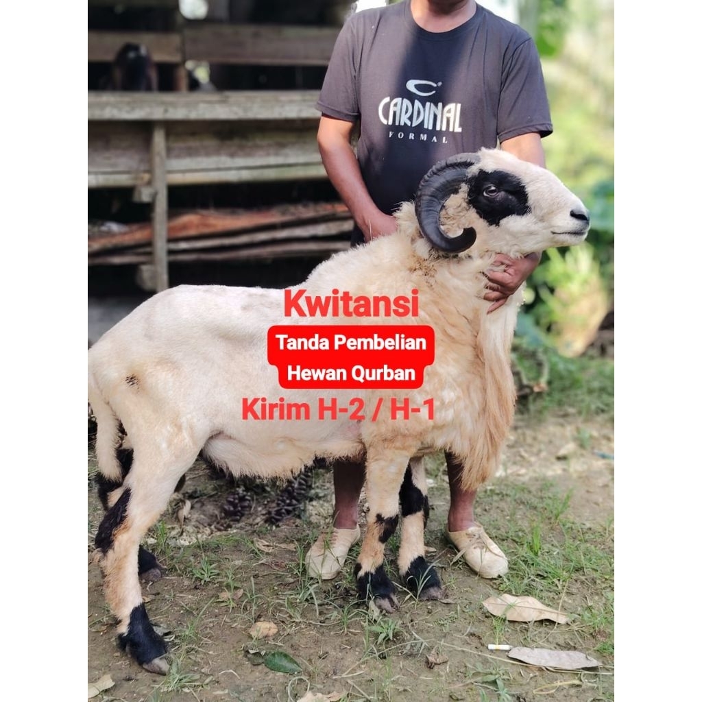 Tanda Pembelian Hewan Qurban Domba Kambing
