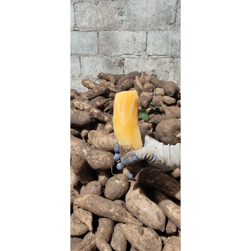 ubi yakon super fresh manis 1 kg isi 2-4 berkualitas  + bonus bibit rimpang ubi yakon