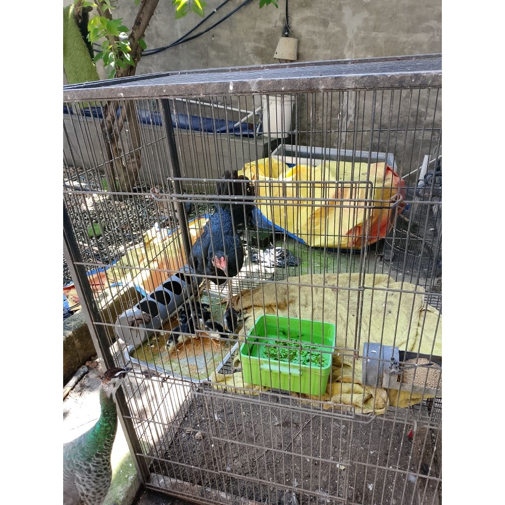 Ayam Bangkok Umur 3 bulan
