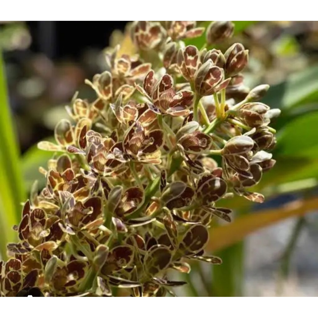 Anggrek Gramma Scriptum