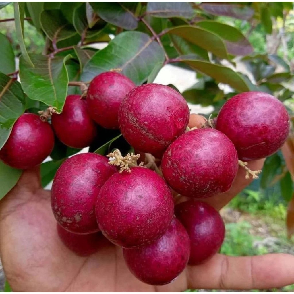 bibit kelengkeng merah siap berbuah