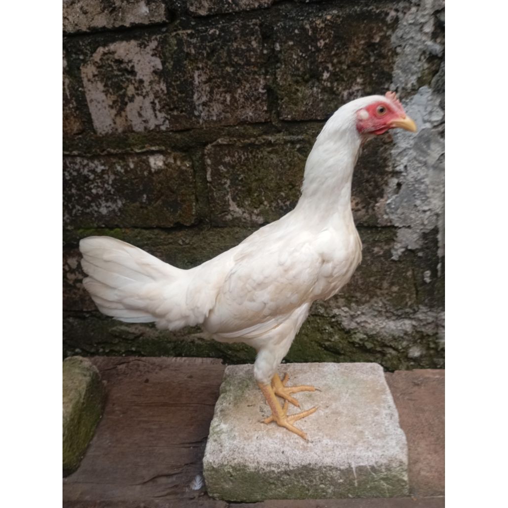 Ayam kampung putih betina remaja selap hitam di Jakarta