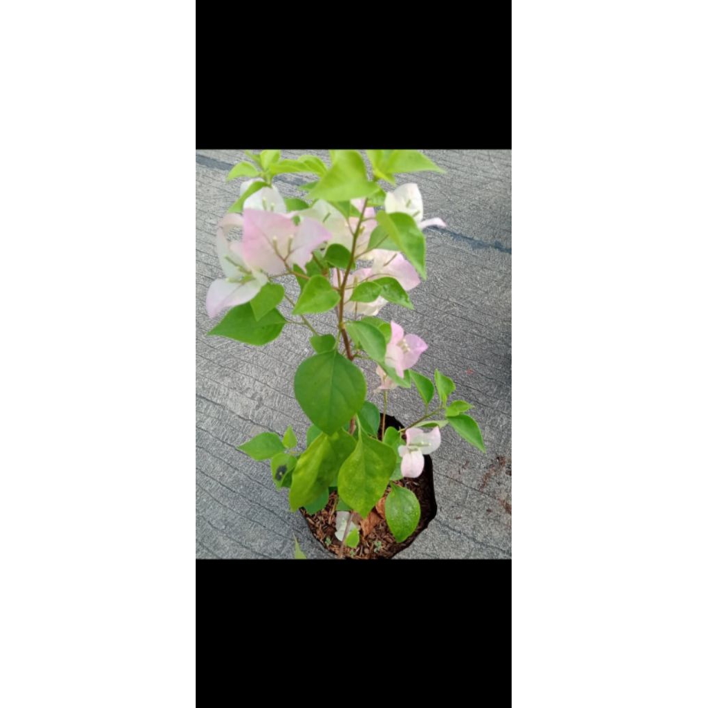 Bougenville Bengawan solo