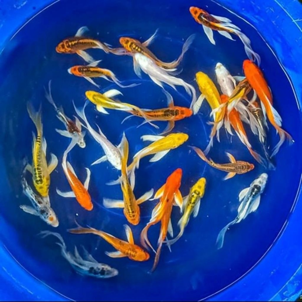 Penari Kolam Bibit Koi Metalik Slayer Grade A Ukuran 7-9 cm