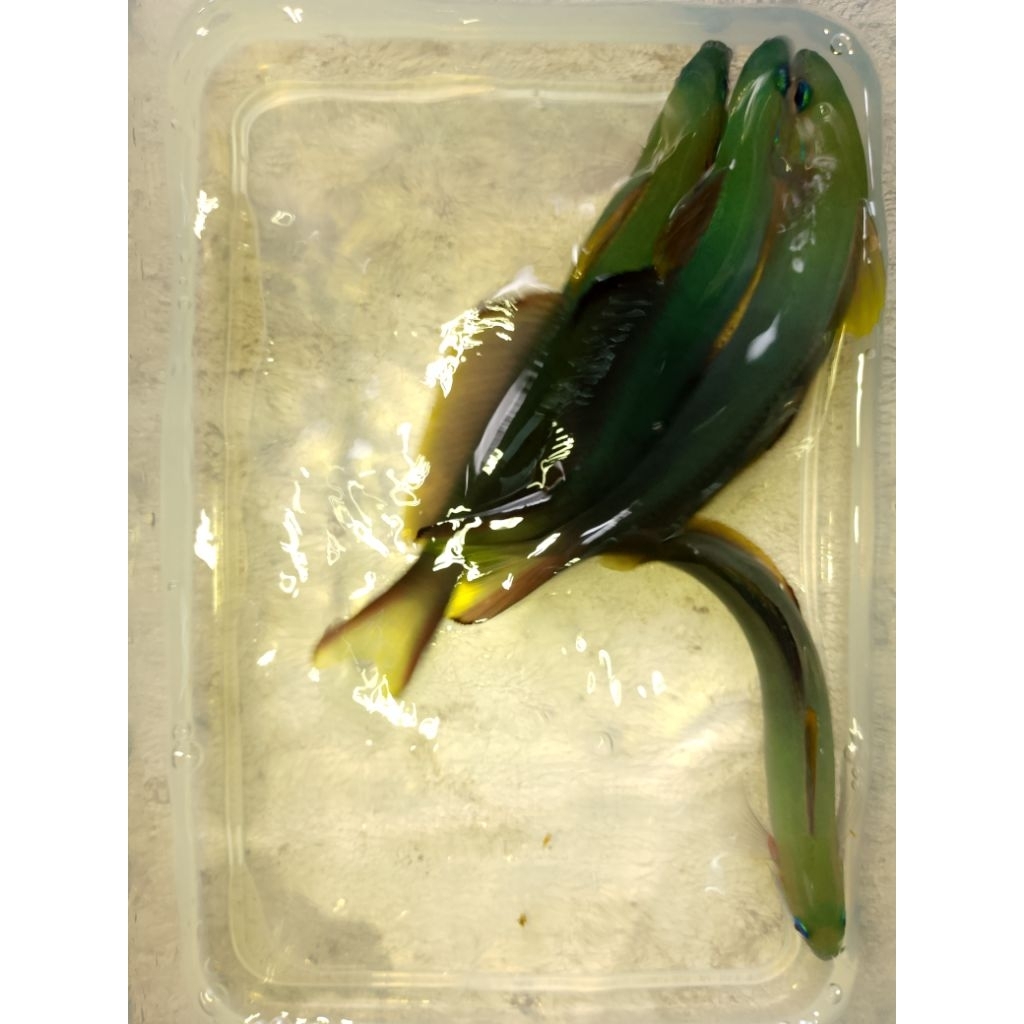 Ikan Hias Air Laut Roket Hijau (Scissortail Dartfish)
