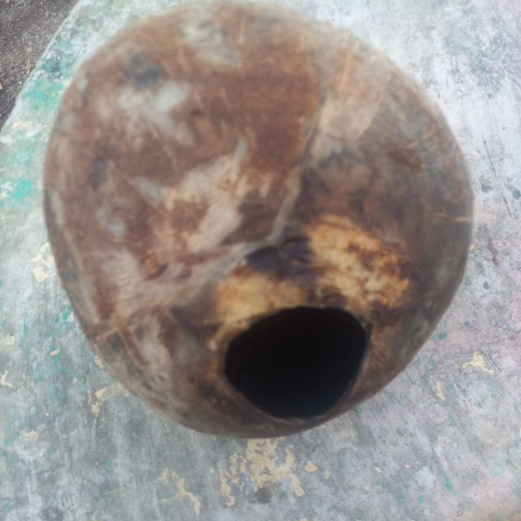 BATOK KELAPA BOLONG ALAMI DI LUBANGI TUPAI / BAJING